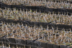 Azienda Agricola Gentili di Sarti Elisa