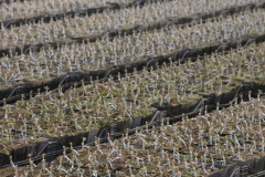 Azienda Agricola Gentili di Sarti Elisa