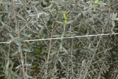 Giacomelli Sergio
