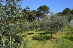 Sonnoli Marco