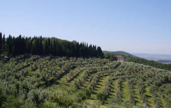 Giurlani lancia il Distretto Olivicolo di Pescia in una nutrita riunione di olivicoltori